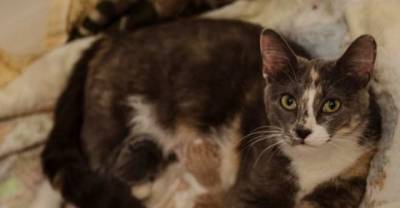 Stray Cat Followed Family Home. Next Morning She Brought Them A Surprise