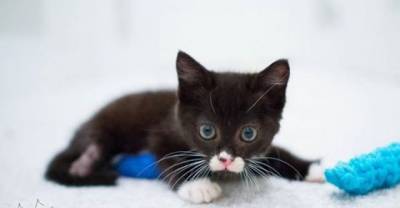 Bipawd Kitten Spent His First 9 Weeks Living In The Forest, Never Gave Up!