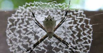 16 Spiders Who Decorate Their Webs With Beautiful Patterns