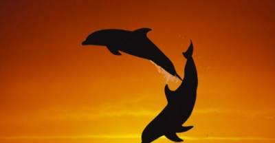Bottlenose Dolphins Jumping For Joy