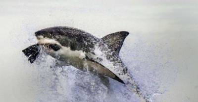 Stunning Images Of A Great White Shark In Action