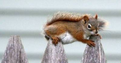 Our Beautiful Animal Planet