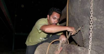 Abused Elephant Rescued By Wildlife S.O.S.