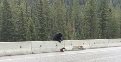 Bear Pulls Cub To Safety From Busy Highway