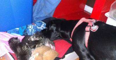Stray Cat Gave Birth to 7 Kittens and Dog Decides He Will Be Their New Dad