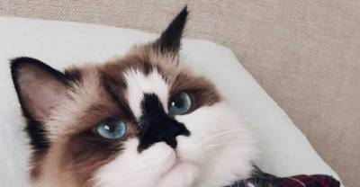 15 Cats Who Could Use A Day Off
