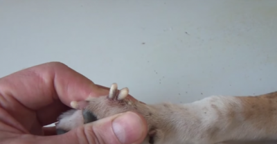 You Won't Believe What The Vet Has Found Inside This Puppy, It's Disgusting!
