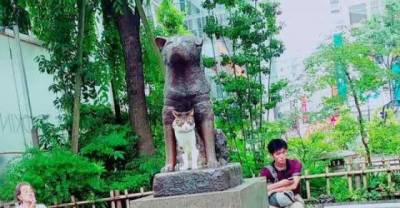 Cat Spotted Hanging Out With Hachiko The Faithful Dog, Enjoying Each Other&rsquo;s Company