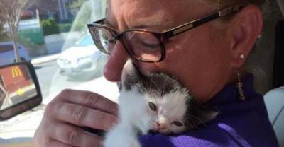 Woman Rescues Kitten Born Special While Others Decided to Give Up