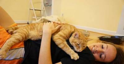 Cat Too Scared To Leave His Box At Shelter. Then 3 Hours After Adoption...