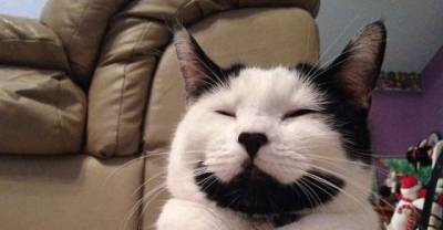 Sirius The Happy Cat With A Perpetual Smile On His Face