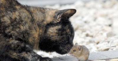 Tortie Cat Makes An Unlikely Little Friend