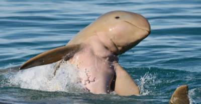 This Unique Dolphin Species Will Make Your Heart Melt