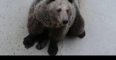 These 17 Bears Were Held In Concrete Pits For Years. Watch Their Reaction To Freedom