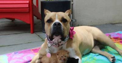Homeless Kittens Find A Rescue Dog To Be Their New Mom!