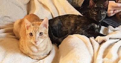 Brother And Sister Cats Travel 8000 Miles To Find A Chance At A Forever Home
