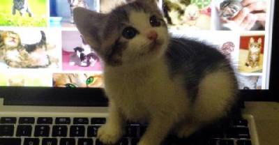 Meet Ham! A Tiny Kitten Strays His Way Into His Forever Home