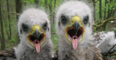 What's Happening To Wildlife Around Chernobyl?