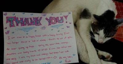 Missing Cat Reunited With Family After Losing His Owner In Fatal Car Crash