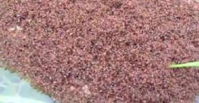 Islands Made Of Ants Seen Floating Around Flooded Areas Of South Carolina