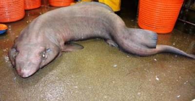 This Unsightly Shark Scared Approximately No One When It Was Caught In Scotland