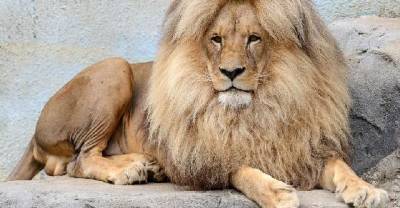 King Of Jungle Become The Star Of Attraction Because Of His Golden Locks