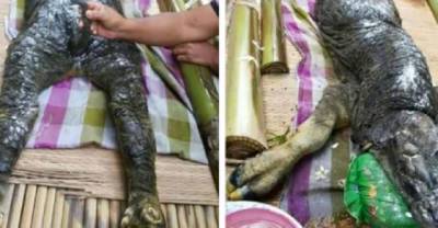 Animal With &ldquo;Body Of A Buffalo And Head Of A Crocodile&rdquo; Baffles Everyone