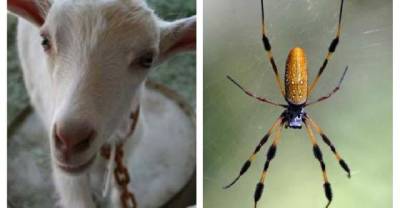 This Goat Was Genetically Altered With Spider DNA, and What It Can Do Is Incredible