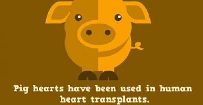 15 Animal Facts Which Will Amaze You