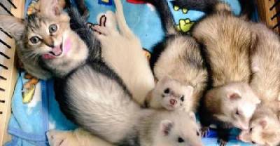 Rescue Kitten Grew Up With Five Ferret Brothers