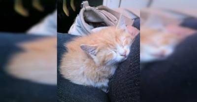 Stray Kitten Rescued from Rain Couldn&rsquo;t Stop Thanking His Forever Human