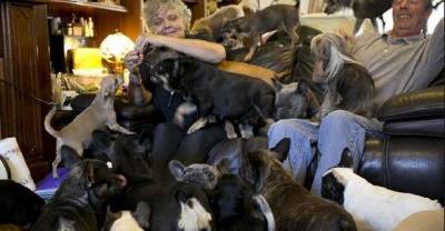 Couple Share What It&rsquo;s Like Living In A Home With 41 Dogs