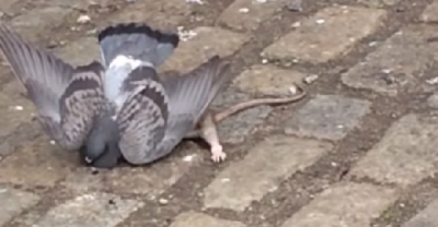 Rat vs Pigeon! The Epic NYC Showdown!