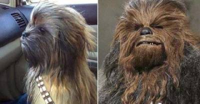 Dogs That Unexpectedly Look Like Something Else!