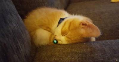 Tiny Stray Kitten Meowing His Way Into A Couple&rsquo;s Hearts