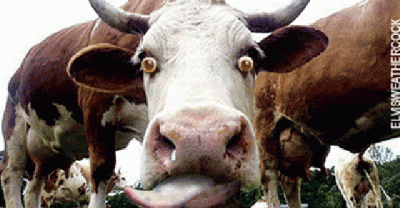 Corny Jokes So Dumb You Will Actually Laugh!