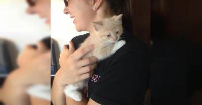 A Sad Kitten Becomes The Happiest Kitty. This Is What It Takes!