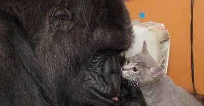 At 44, Koko the Gorilla Becomes Mom to Two Kittens
