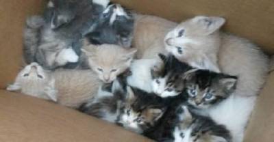 Two Stray Cat Mothers Get Help For Their 9 Babies In The Woods From Hikers
