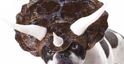 The 26 Most Adorable (And Ridiculous) Dog Halloween Costumes You Can Buy Online