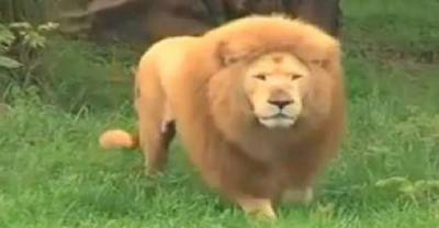 Someone Decided To Toss A Soccer Ball At This Lion. Now Watch What He Did With It