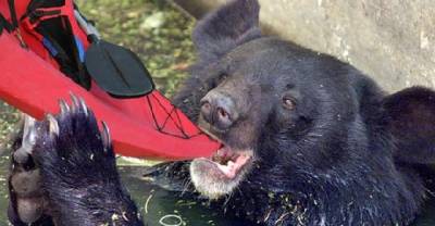Crazy Encounters With BEARS!
