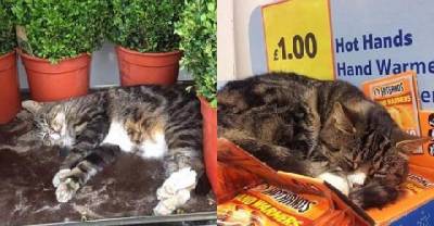 Mango the Supermarket Cat