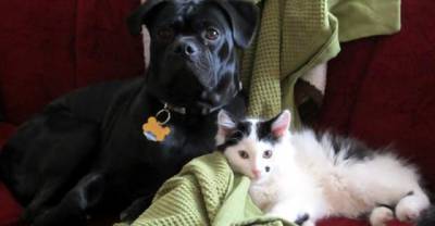 Dog Saves 2 Day Old Kitten &ndash; They Become Friends For Life