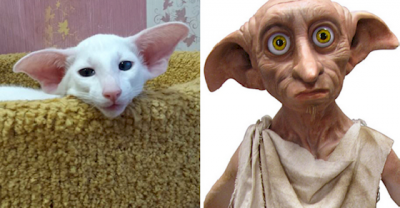 16 Things That Are Shockingly Similar To Completely Unrelated Things
