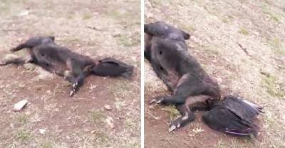This Vulture Gets Itself Into A Really Sh*tty Situation.