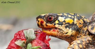 14 Cute Animals That Look Like Blood Drinking Monsters.