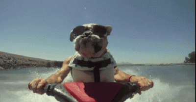 Dogs Who Are Nailing Human Activites. #15 Is My Favorite.