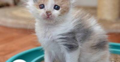 Blind Kitten Healing Thanks To Saving Grace