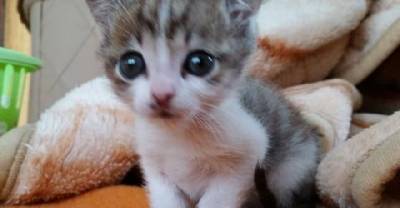 Tinycat  Is Only 1/3rd The Size Of A Normal Cat But He Never Gives Up